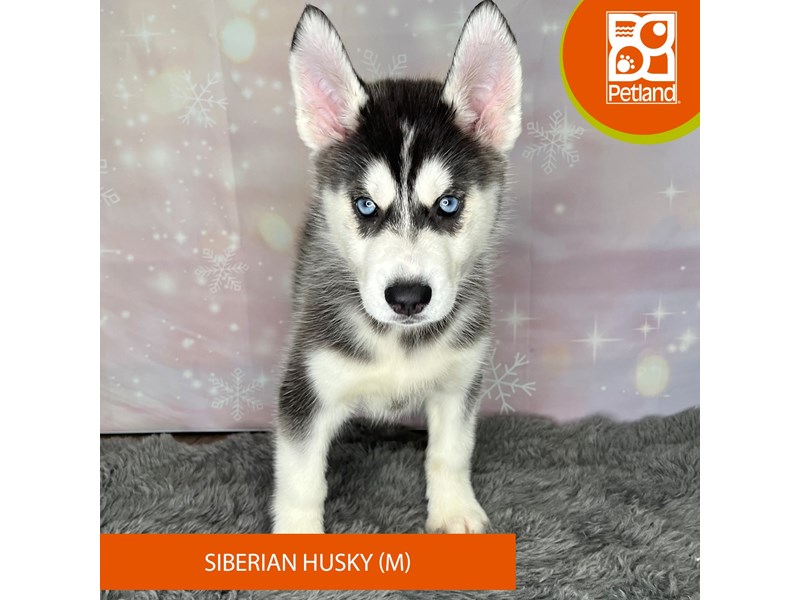 Siberian Husky - 1153 Image #2