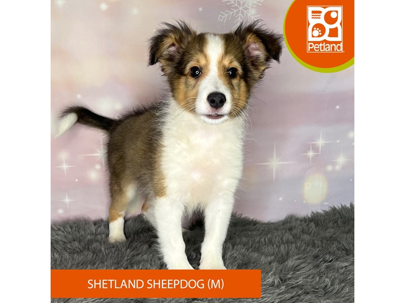 Shetland Sheepdog - 1161 Image #2