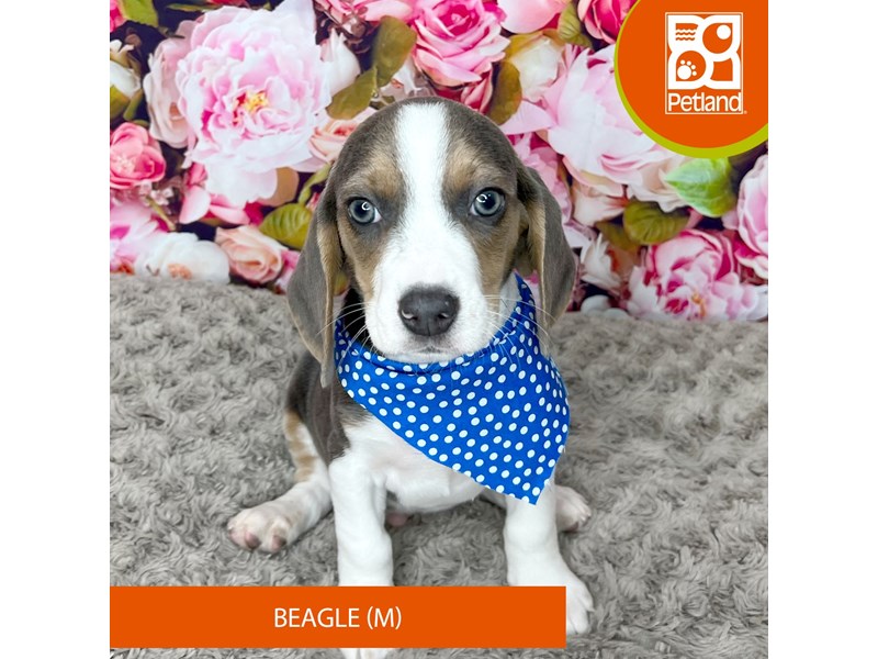 Beagle - 9238 Image #2