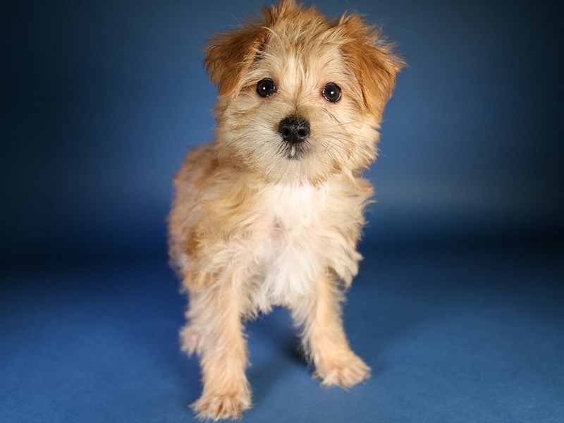 [#13601] Cream Male Morkie Puppies For Sale #1