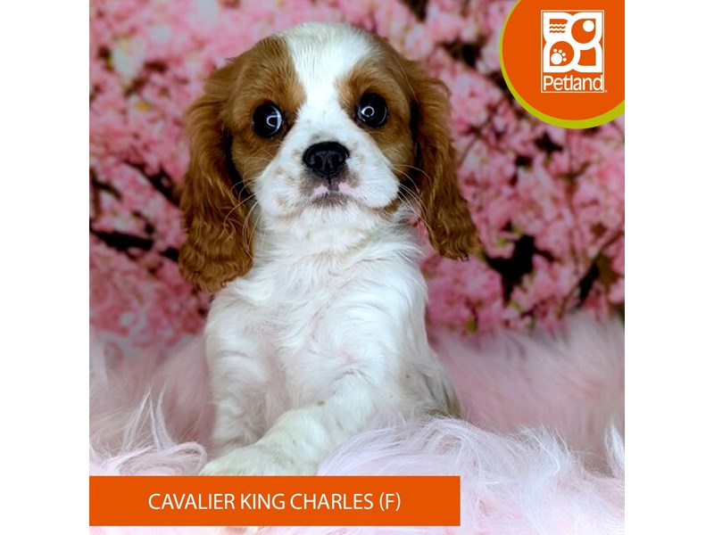Cavalier King Charles Spaniel - 2167 Image #2
