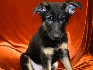 German-Shepherd-DOG-Male-4018451