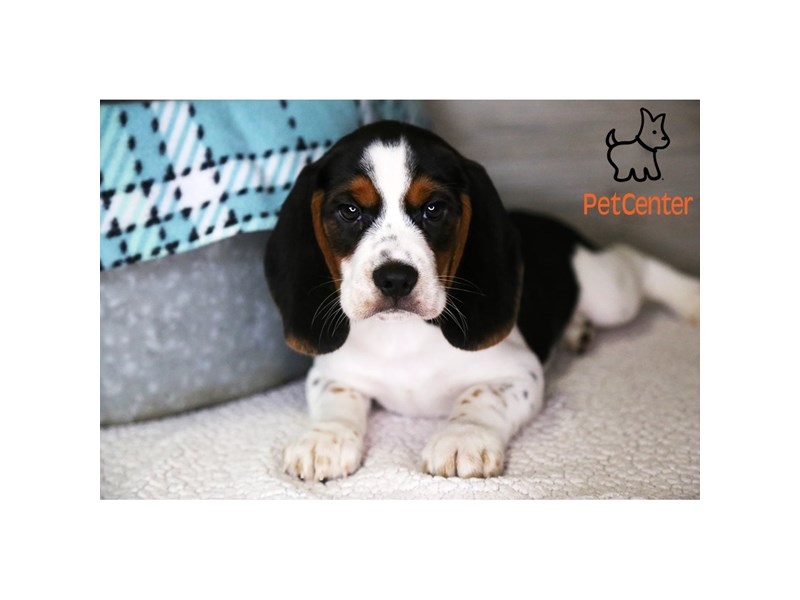 [#34345] Snoopy - tri Male Beagle Puppies For Sale