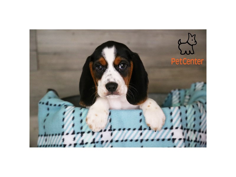 [#34345] Snoopy - tri Male Beagle Puppies For Sale #3