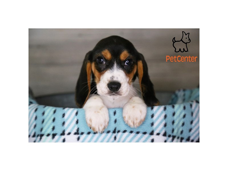[#34344] Lollie - tri Female Beagle Puppies For Sale