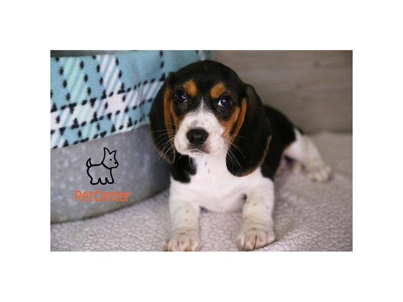 [#34344] Lollie - tri Female Beagle Puppies For Sale #2