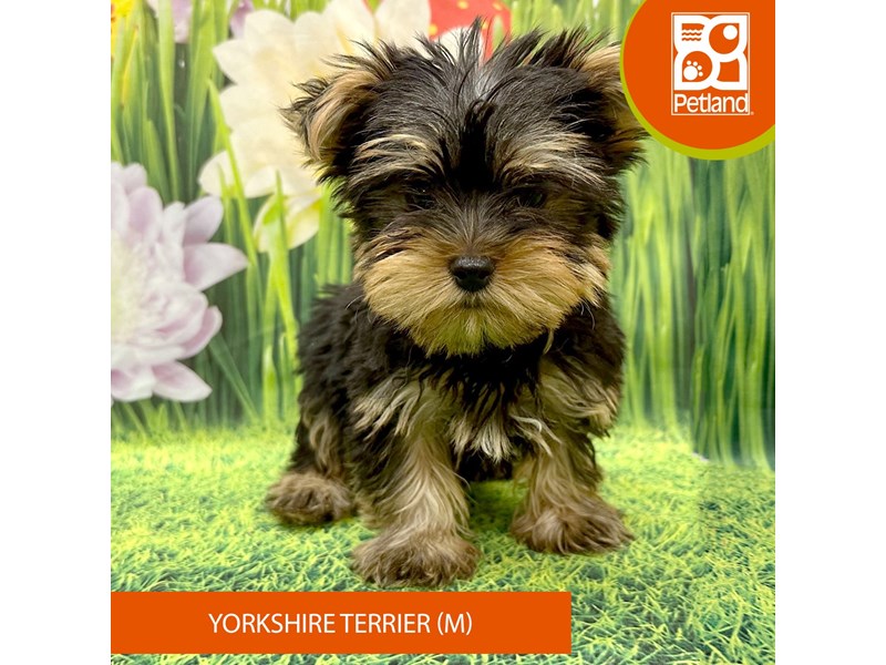 Yorkshire Terrier - 7896 Image #2