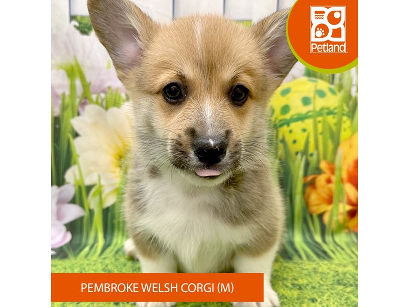 Pembroke Welsh Corgi - 7894 Image #2