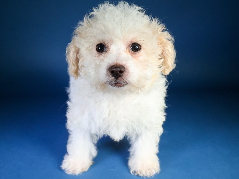 [#13616] White Male Poochon Puppies For Sale #1
