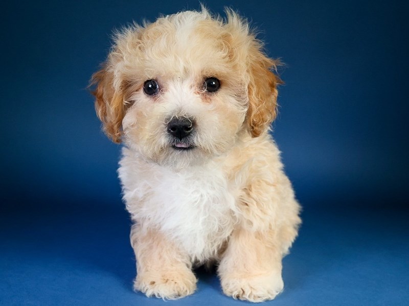 [#13617] Apricot Female Poochon Puppies For Sale #1