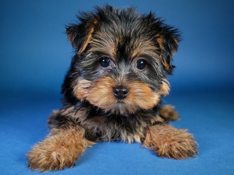 [#13620] Black/Tan Male Yorkshire Terrier Puppies For Sale #1