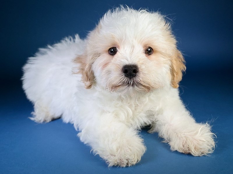[#13621] Cream/White Male Shihpoo Puppies For Sale #1