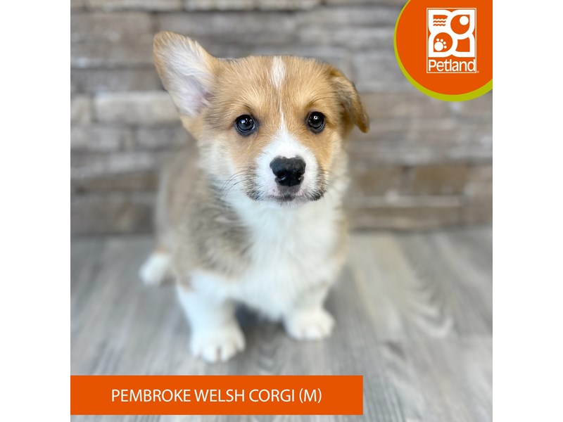 Pembroke Welsh Corgi - 494 Image #2