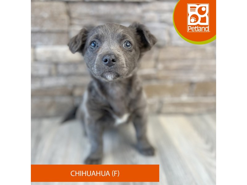 Chihuahua - 491 Image #2