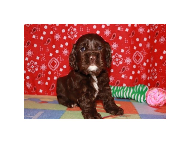 [#34406] Bandit - chocolate Male Cocker Spaniel Puppies For Sale #1