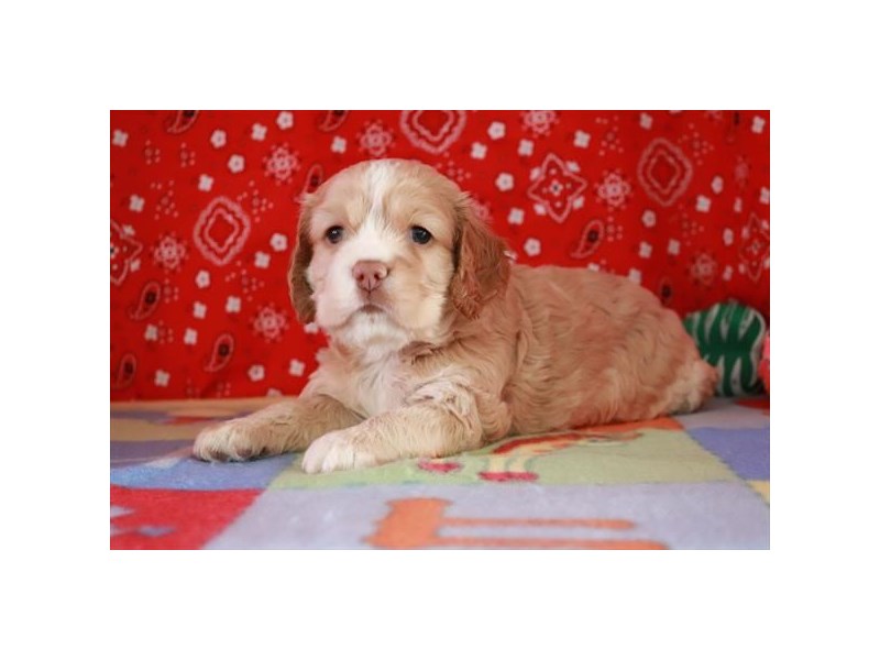 [#34407] Odette - buff and white Female Cocker Spaniel Puppies For Sale