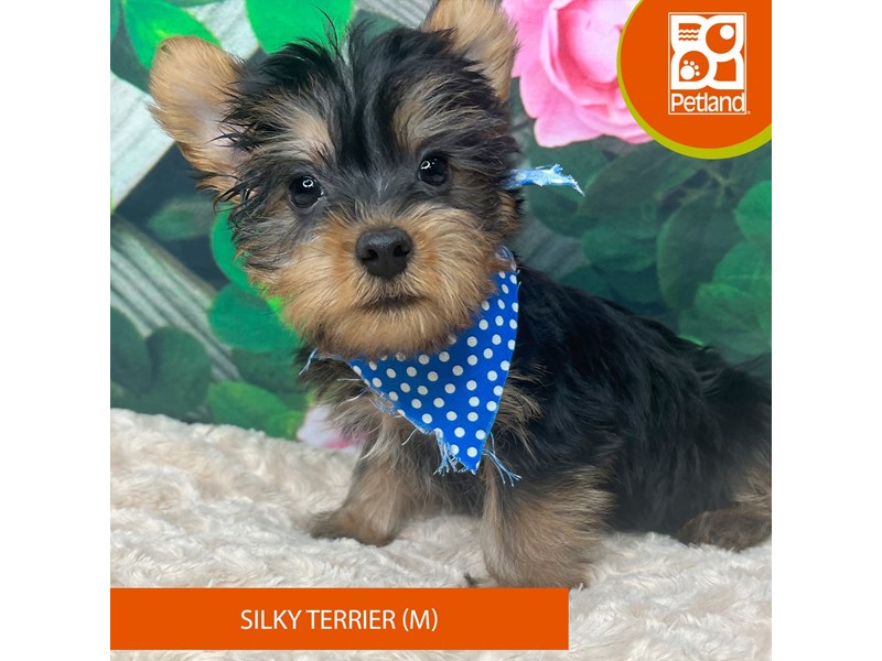 Silky Terrier - 9256 Image #2