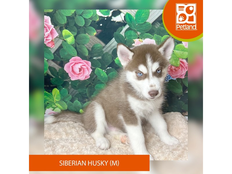 Siberian Husky - 9252 Image #2