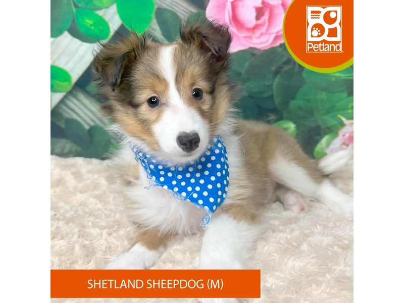 Shetland Sheepdog - 9251 Image #2