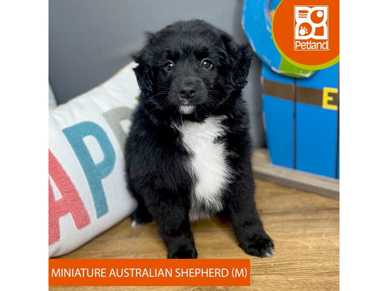 Miniature Australian Shepherd - 16516 Image #2