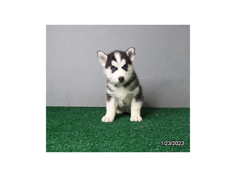 販売店 高品質！ シベリアン・ハスキー（Siberian Husky）頭骨 www