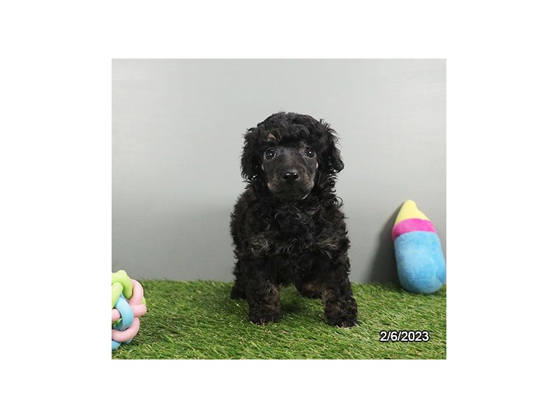 Poodle Toy - 21748 Image #2