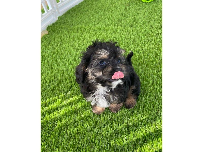 [#34391] Mickey - tri Male Cavapoo Puppies For Sale #7