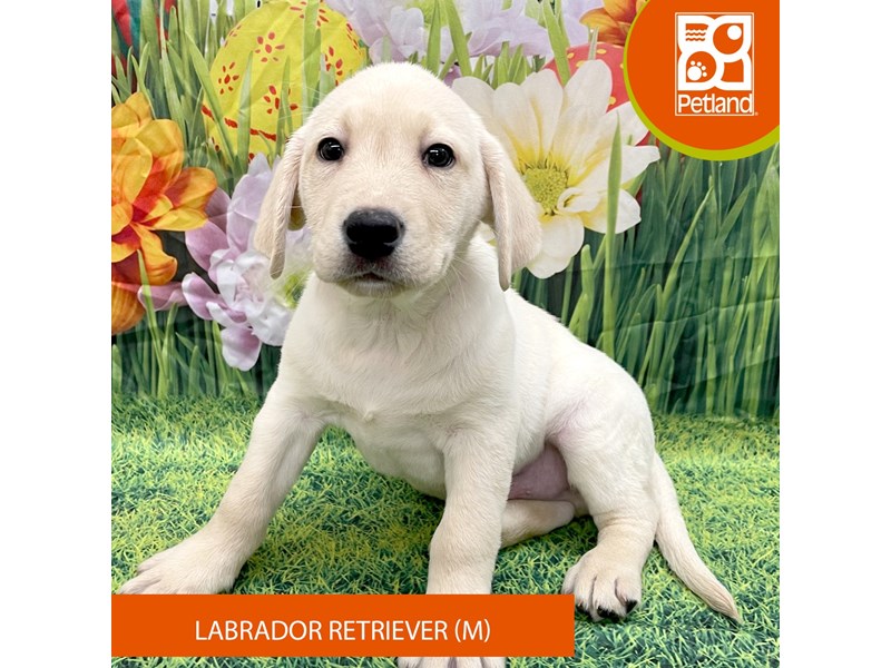 Labrador Retriever - 7903 Image #2