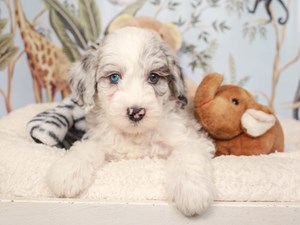 Mini Sheepadoodle-DOG-Female-bl mrl wh-4041437