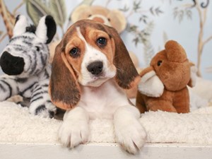 Beagle-DOG-Female-Tri-4041565