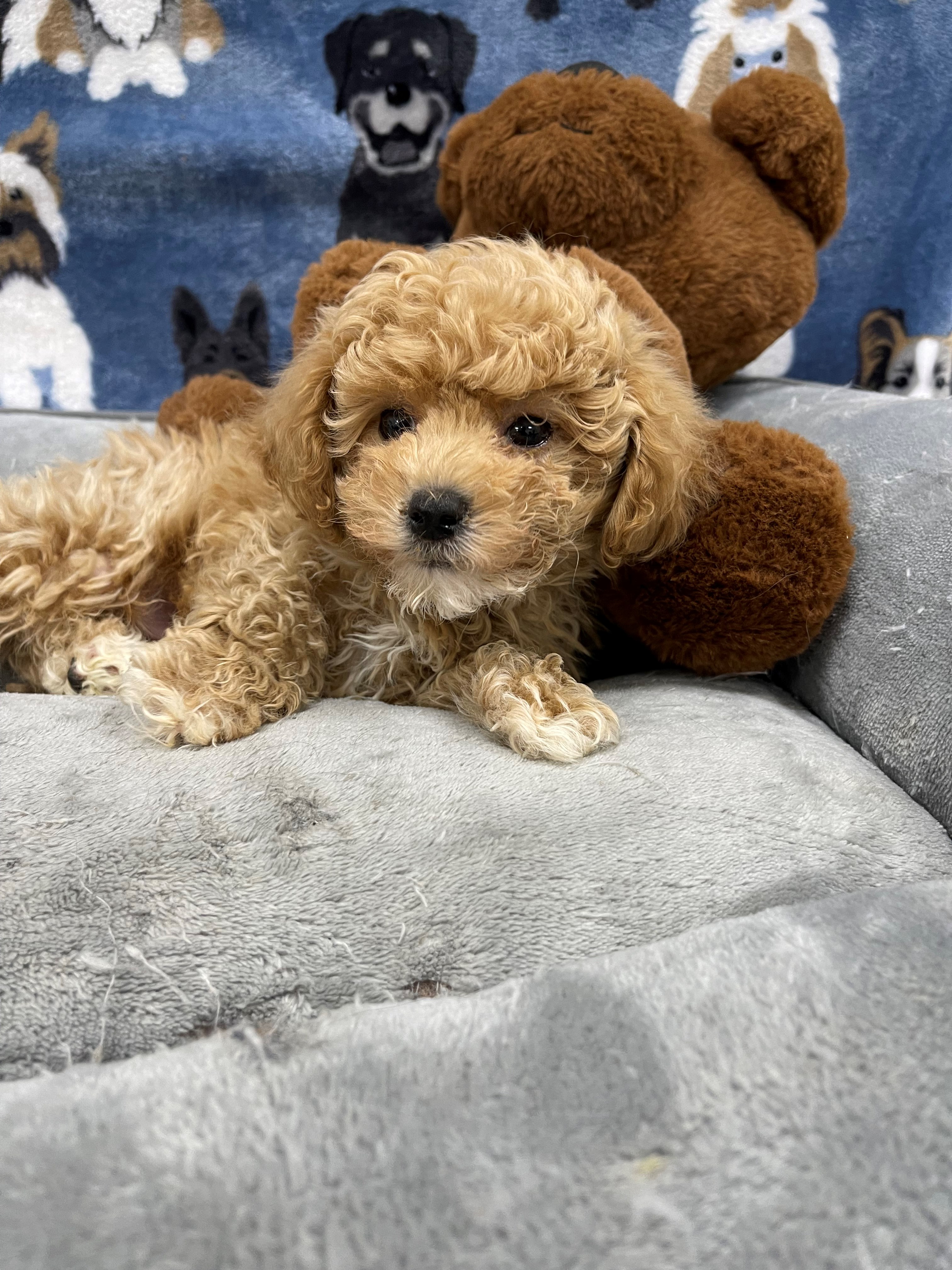 faglært svindler Whitney Puppies For sale - superstarpuppies