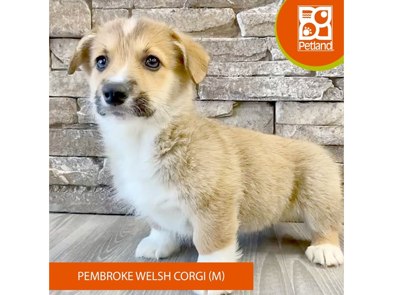 Pembroke Welsh Corgi - 499 Image #2