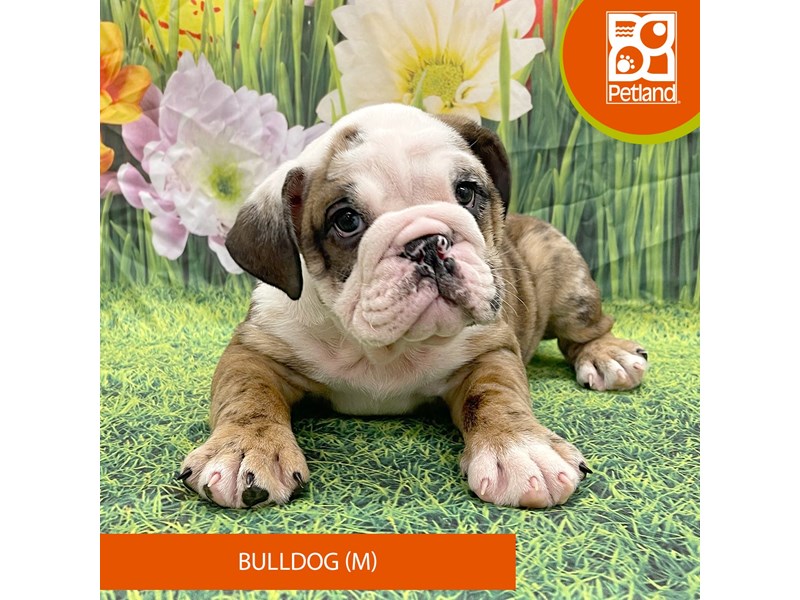 Bulldog - 7901 Image #2