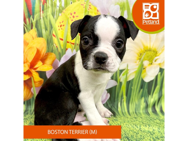 Boston Terrier - 7906 Image #2