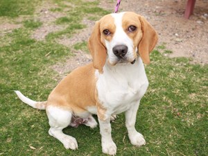 Beagle-DOG-Male-lemon & wh-3680779