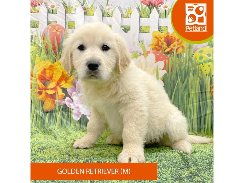Golden Retriever - 7913 Image #2