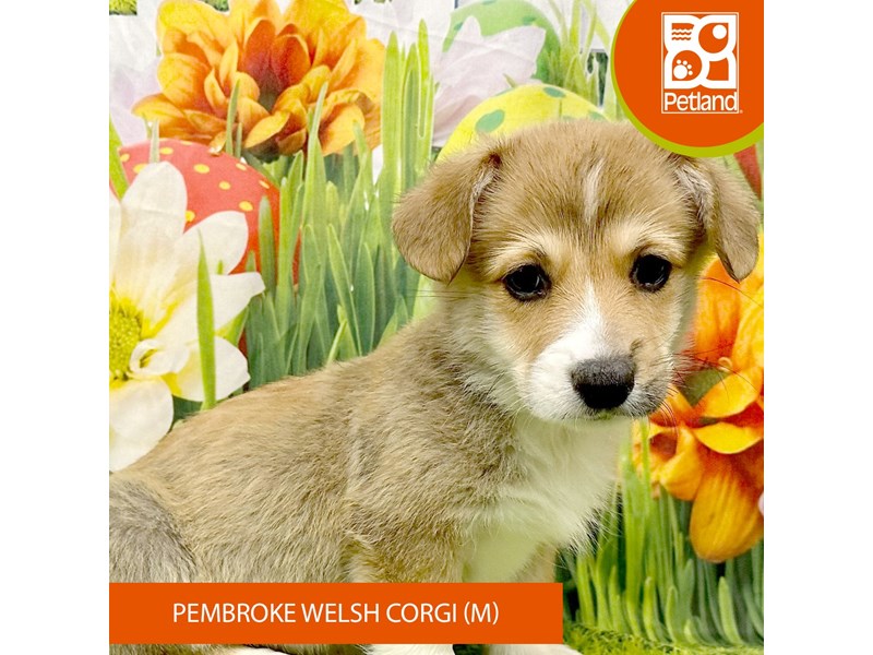 Pembroke Welsh Corgi - 7908 Image #2