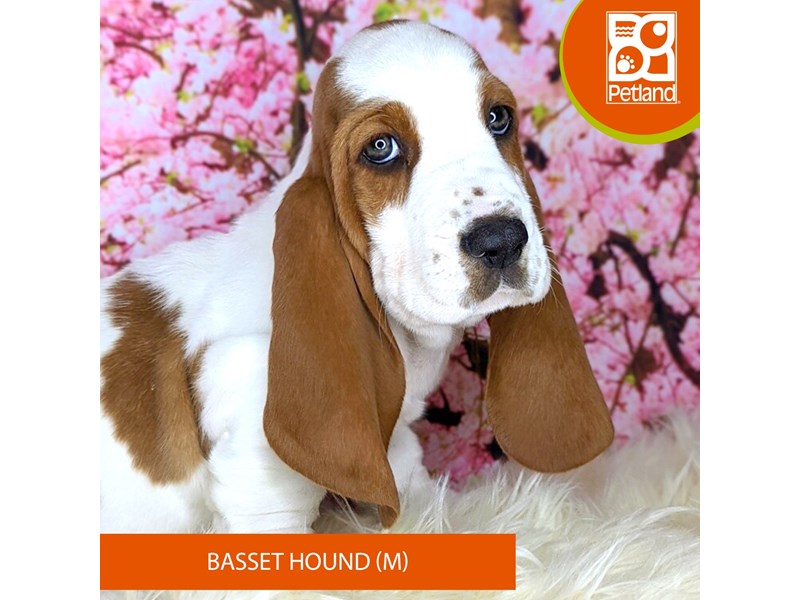 Basset Hound - 2191 Image #2