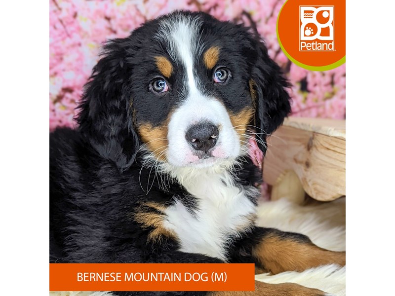 Bernese Mountain Dog - 2190 Image #2