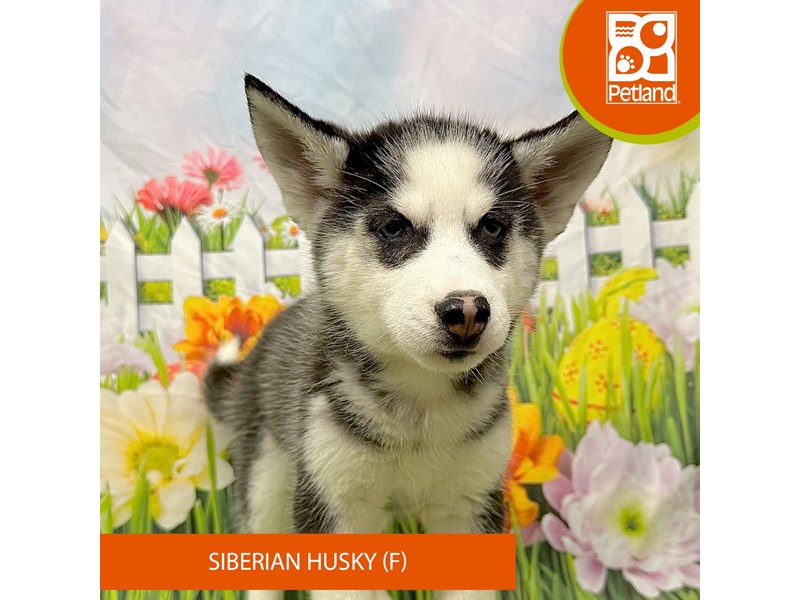 Siberian Husky - 7909 Image #2