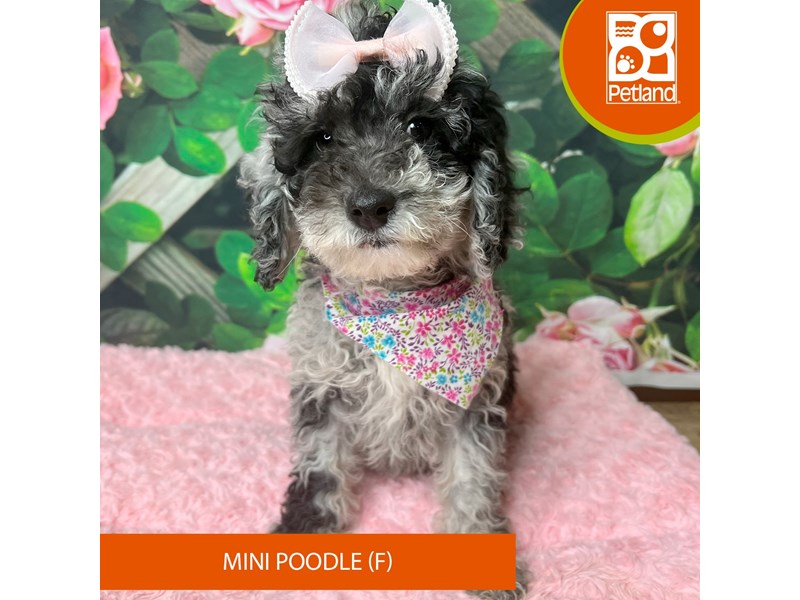 Poodle Mini - 9272 Image #2
