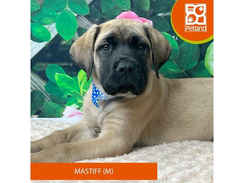 Mastiff - 9263 Image #2