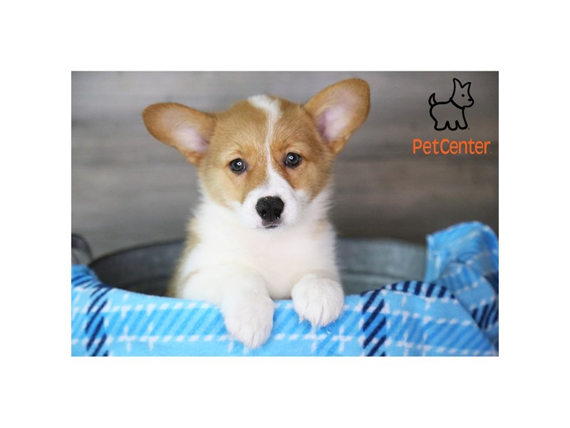 [#34415] Elle - sable and white Female Pembroke Welsh Corgi Puppies For Sale #3