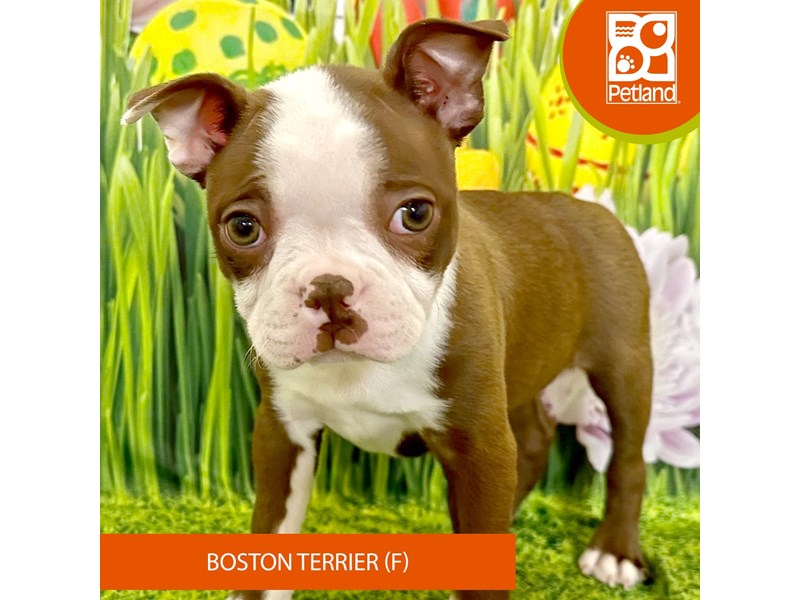 Boston Terrier - 7924 Image #2