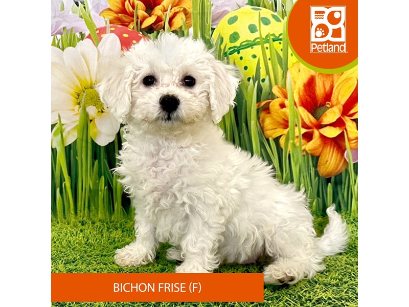 Bichon Frise - 7919 Image #2
