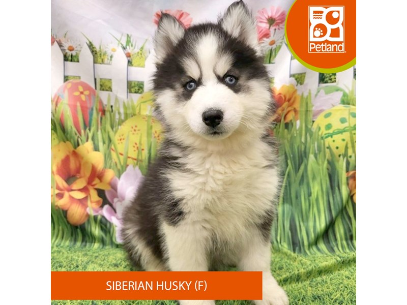 Siberian Husky - 7916 Image #2