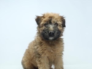 Soft-Coated-Wheaten-Terrier-DOG-Female-4052515