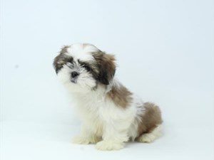 Shih-Tzu-DOG-Female-4052531