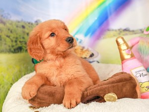 Golden Retriever-DOG-Male-drk gldn-4050802