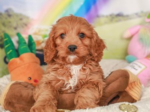 Cavapoo-DOG-Male-Red-